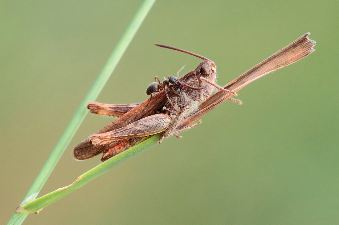 Grasshopper being attacked by ant